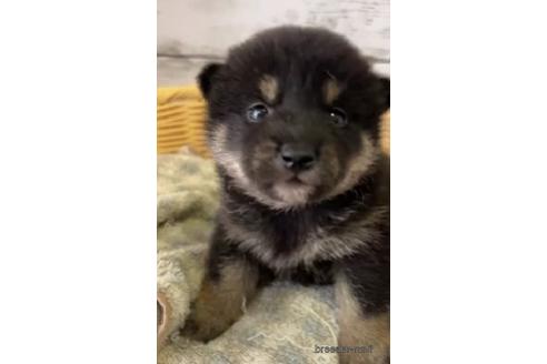 成約済の静岡県の柴犬-230291の1枚目
